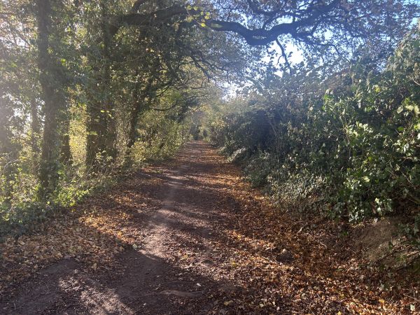 Wooded area towards the end of the walk