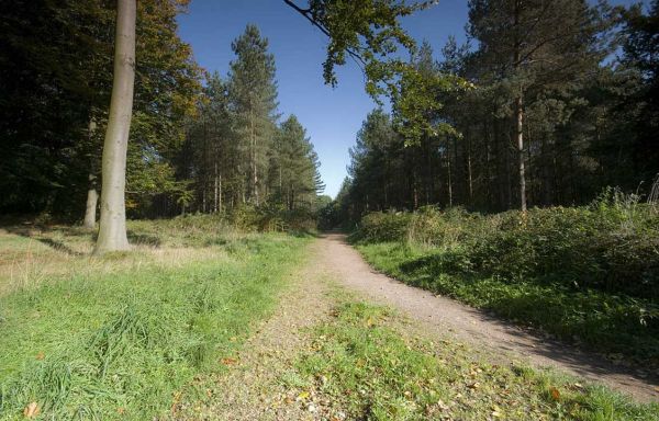 Woodland at Cannock Chase