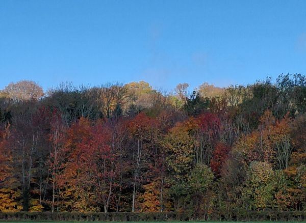 autumn colours against blue sky