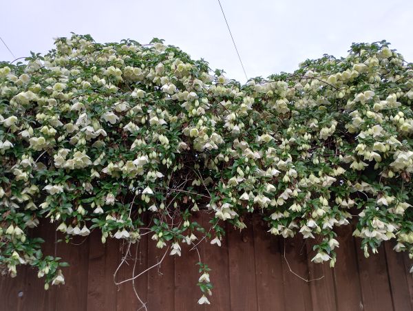 A stunning clematis over the fence