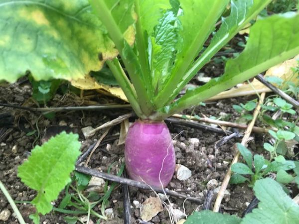 Healthy sugar beet
