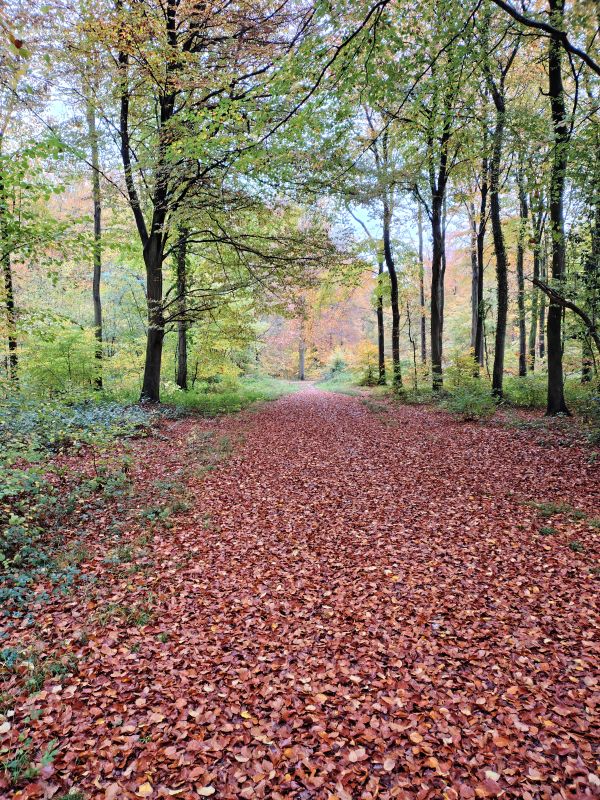 Woodland path