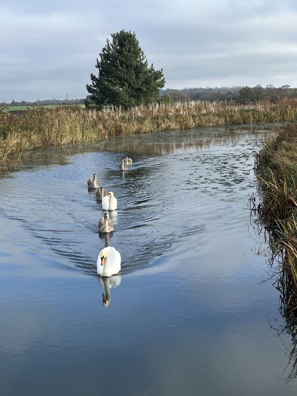 Swans in a row