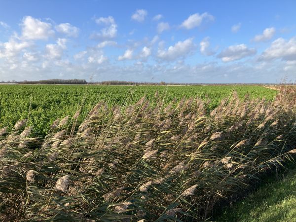 Fields on the way to the sea wall 