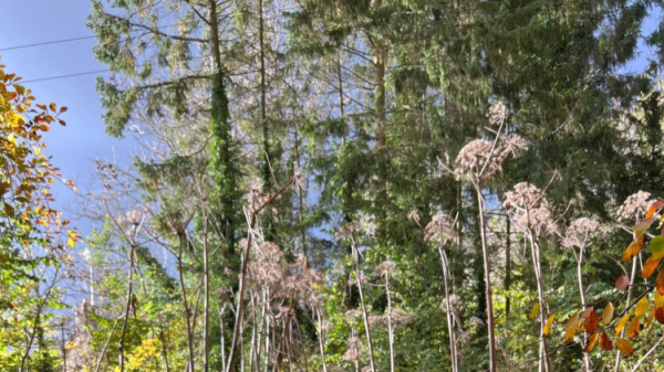 A photo of a woodland