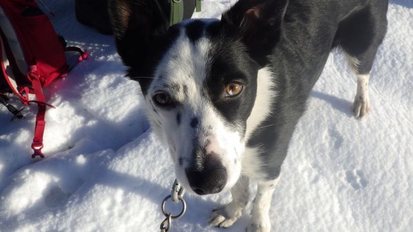 Ringo on a winter dog walk