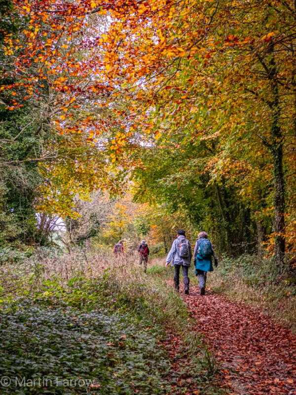 Ramblers walking autum foliage