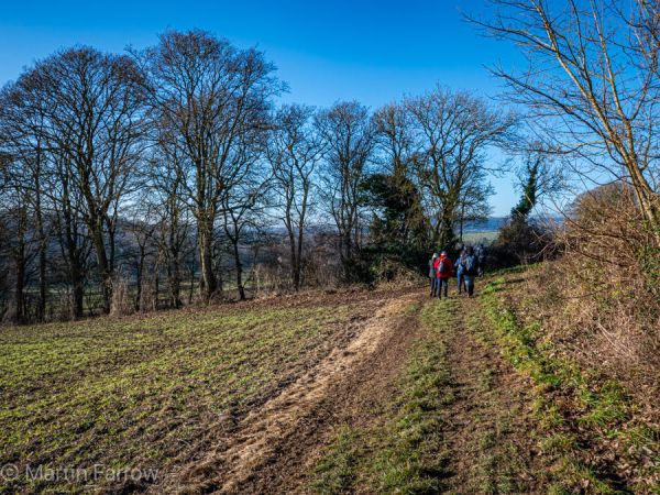 winter trees against blue sky