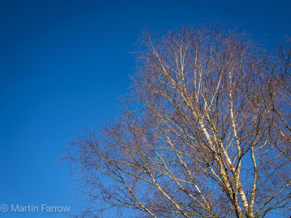 silver birch outline against deep blue sky