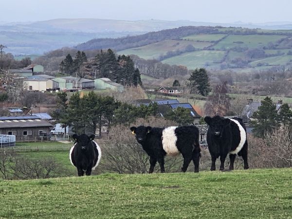Belted Galloways