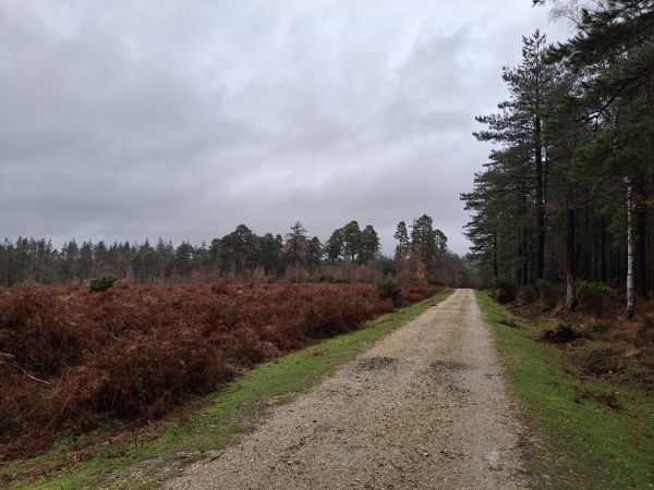 The woodland track looking north from Hawkhill car park