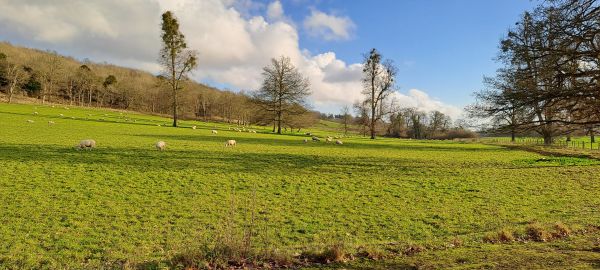 Sheep grazing near Mapledurham