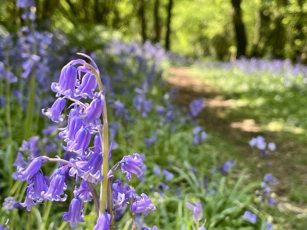 Bluebells