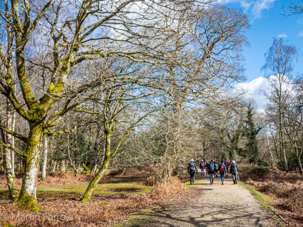winter trees and Ramblers on path