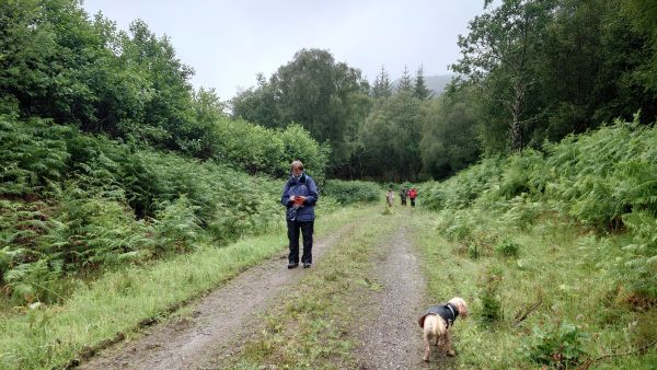 Forestry track at Druimdarroch