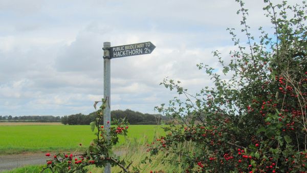 Hackthorn sign