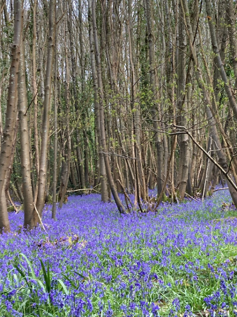 Bluebells in Angmering Woods.