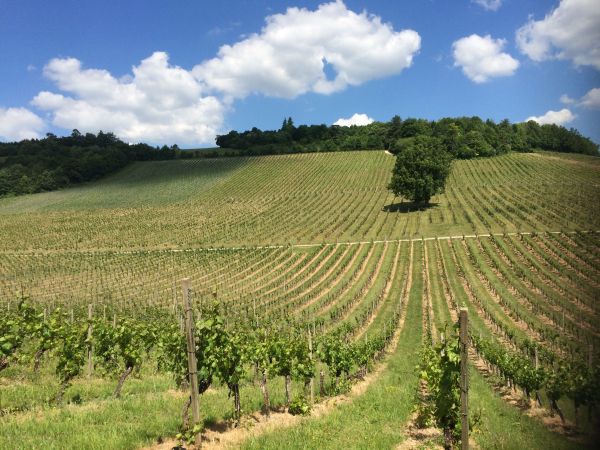 Denbies Vineyard