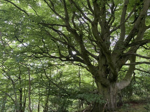 Little Brampton Scar