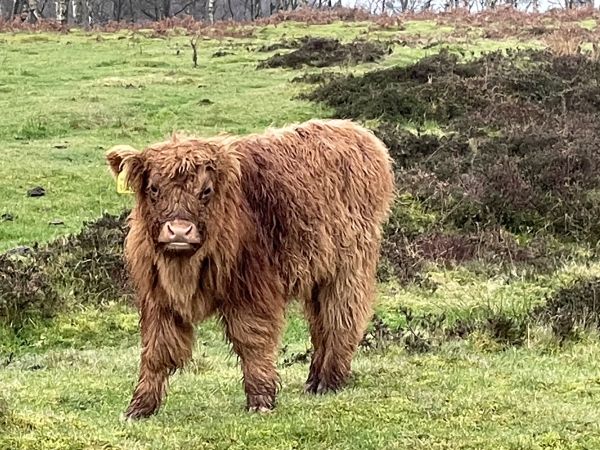 Conservation grazing