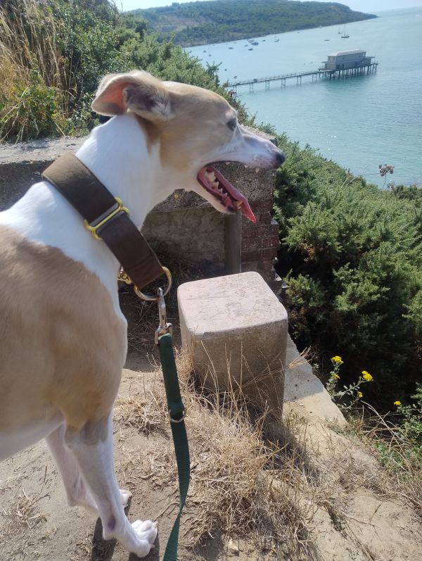 Surprise view point.