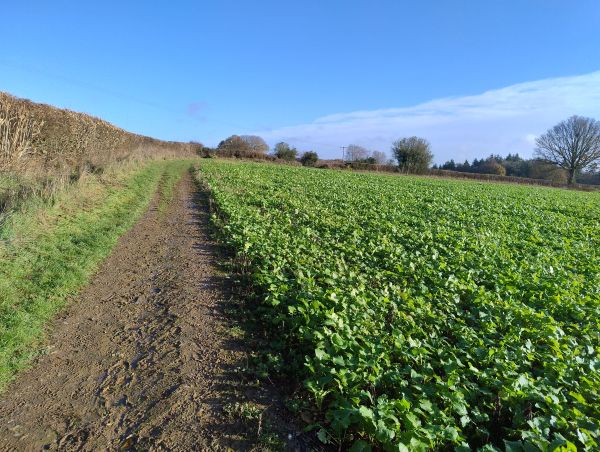 A path along a field edge with a hedge on the left and brassicas growing to the right, on a sunny day.