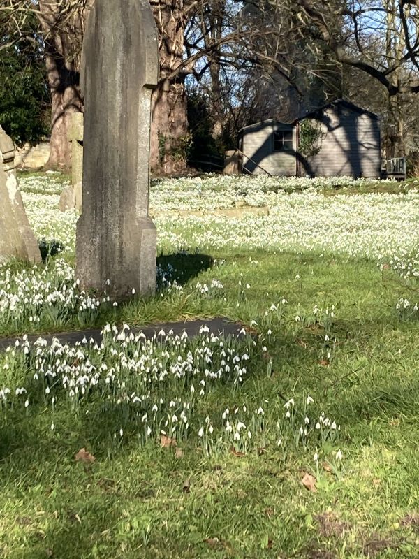 Snowdrops in West Leake