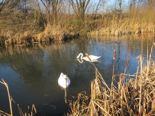 Erewash Canal in Winter
