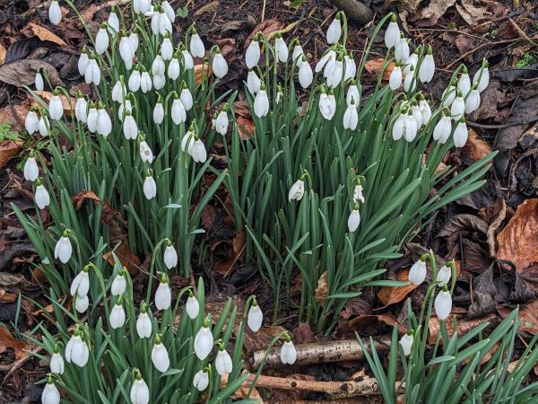 Snowdrops