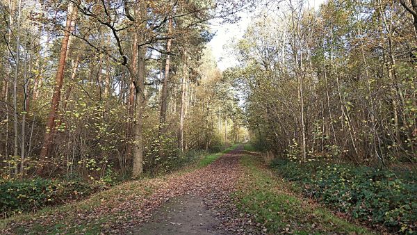 Skellingthorpe Woods