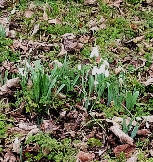snowdrops flowering