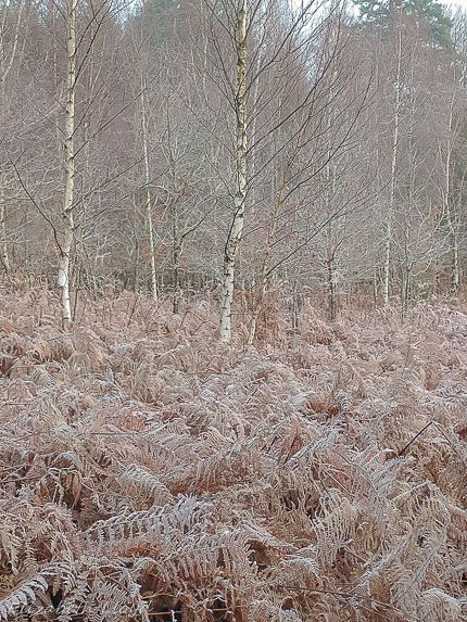 frosty fern in front of silver birch trees