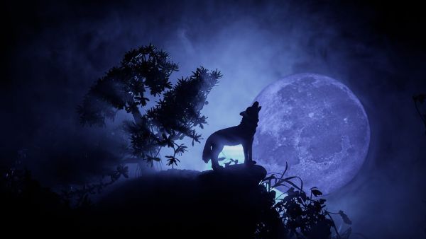 Wolf moon walk