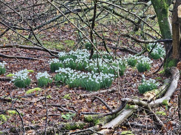 Snowdrops in Deadman's Plack Copse
