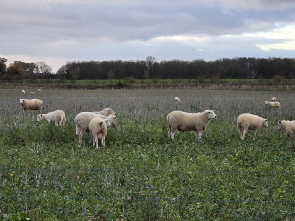 sheep in field