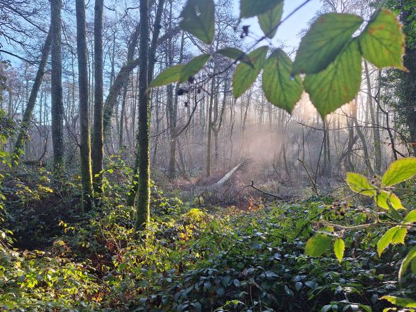 Sun shining through the morning mist in the woods.