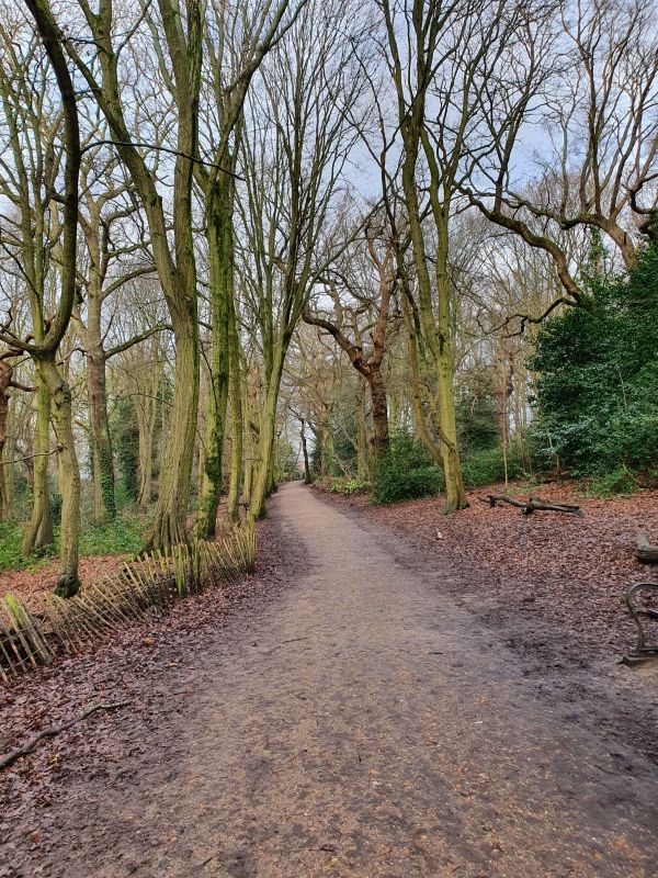 Highgate Wood