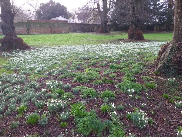 Snow Drops at Micheldever