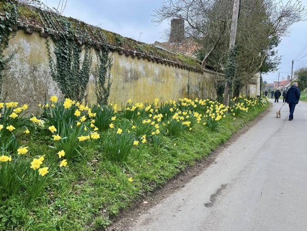 A bank of daffodils by a road