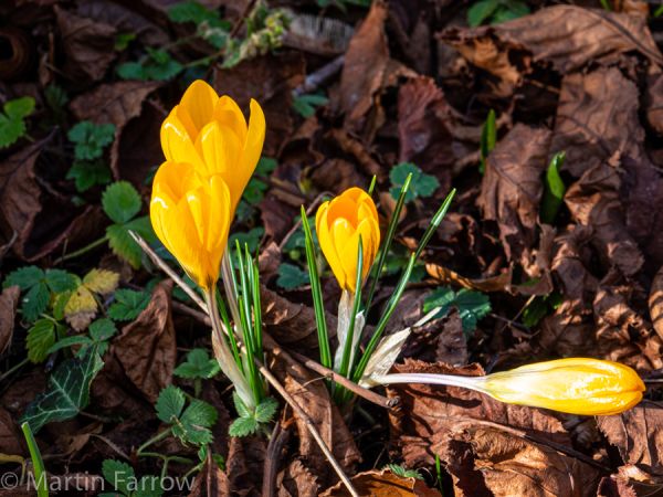 crocus flowering