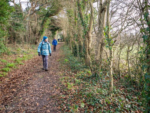 Ramblers on woodland track