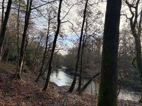 A stretch of riverside woodland