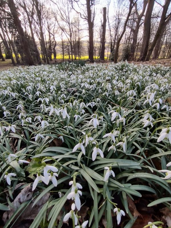 Shipley Hill snow drops