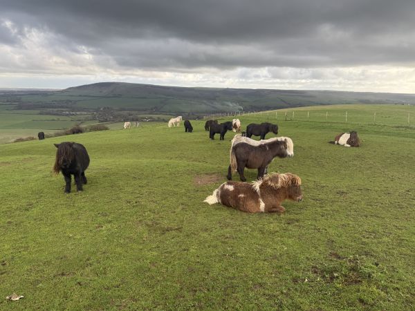 Ponies on South Downs Way