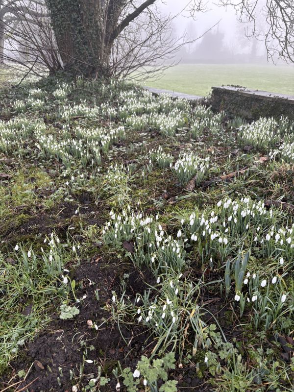Snowdrops 