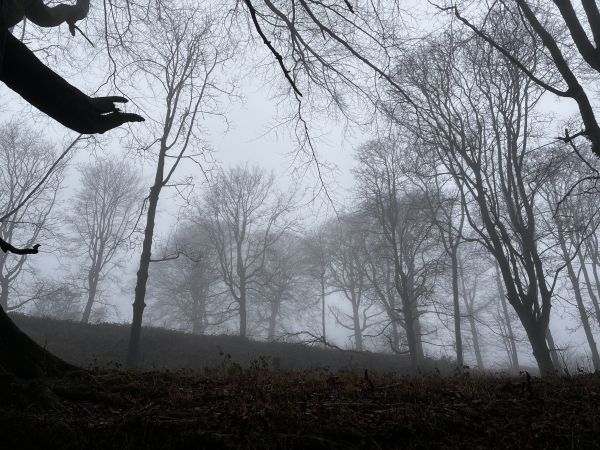 Ancient woodland in the winter mist