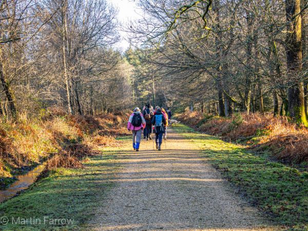 Ramblers walking on New Forest tracks