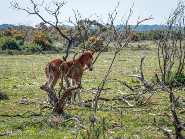 Horse on heath in New Forest