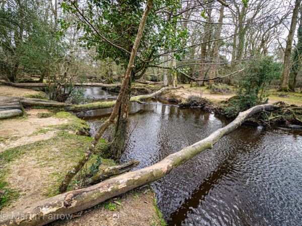 New forest stream in winter