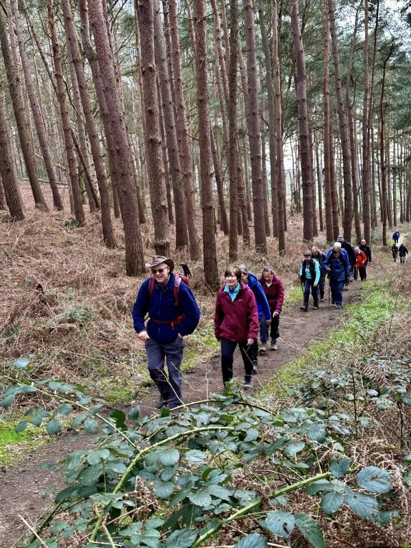 Walking through woodland